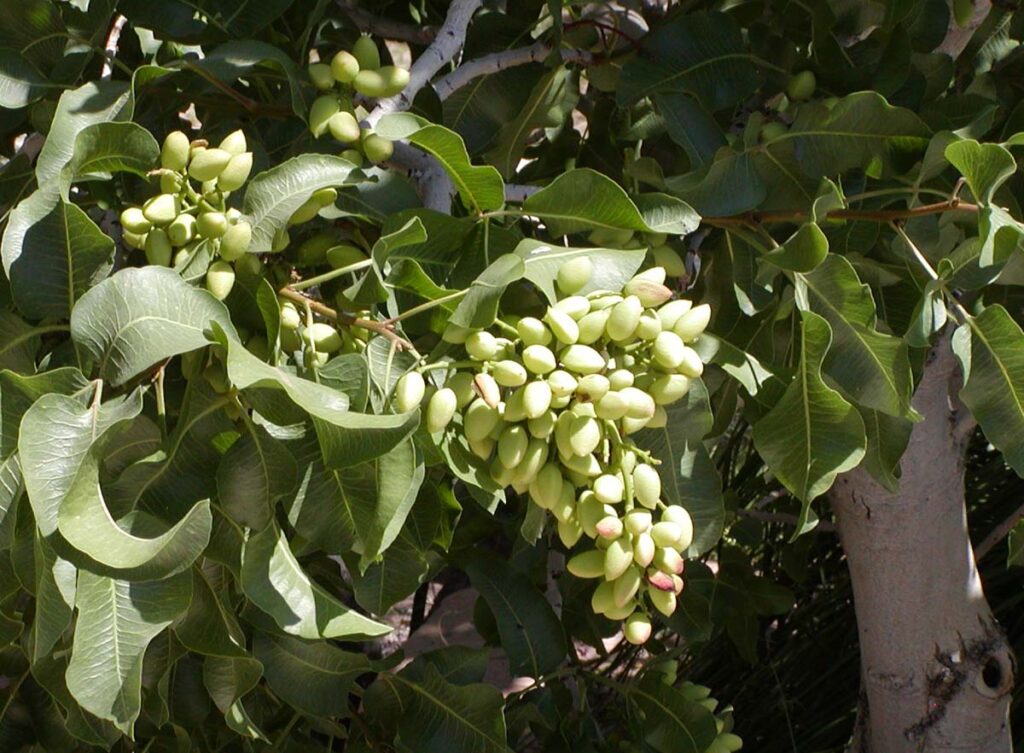 So könnte ein Pistazienbaum mit Früchten auf Ägina aussehen (Photo of ''Pistacia vera'' 'Kerman' (Pistachio) at the Desert Demonstration Garden in Las Vegas, taken May 2003 by User:Stan Shebs).